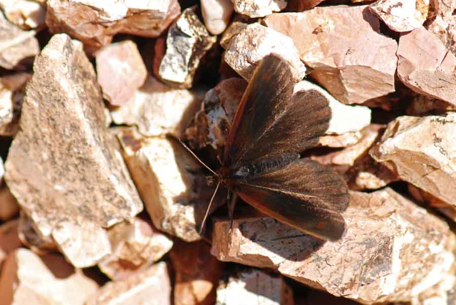 Erebia scura da  illuminare